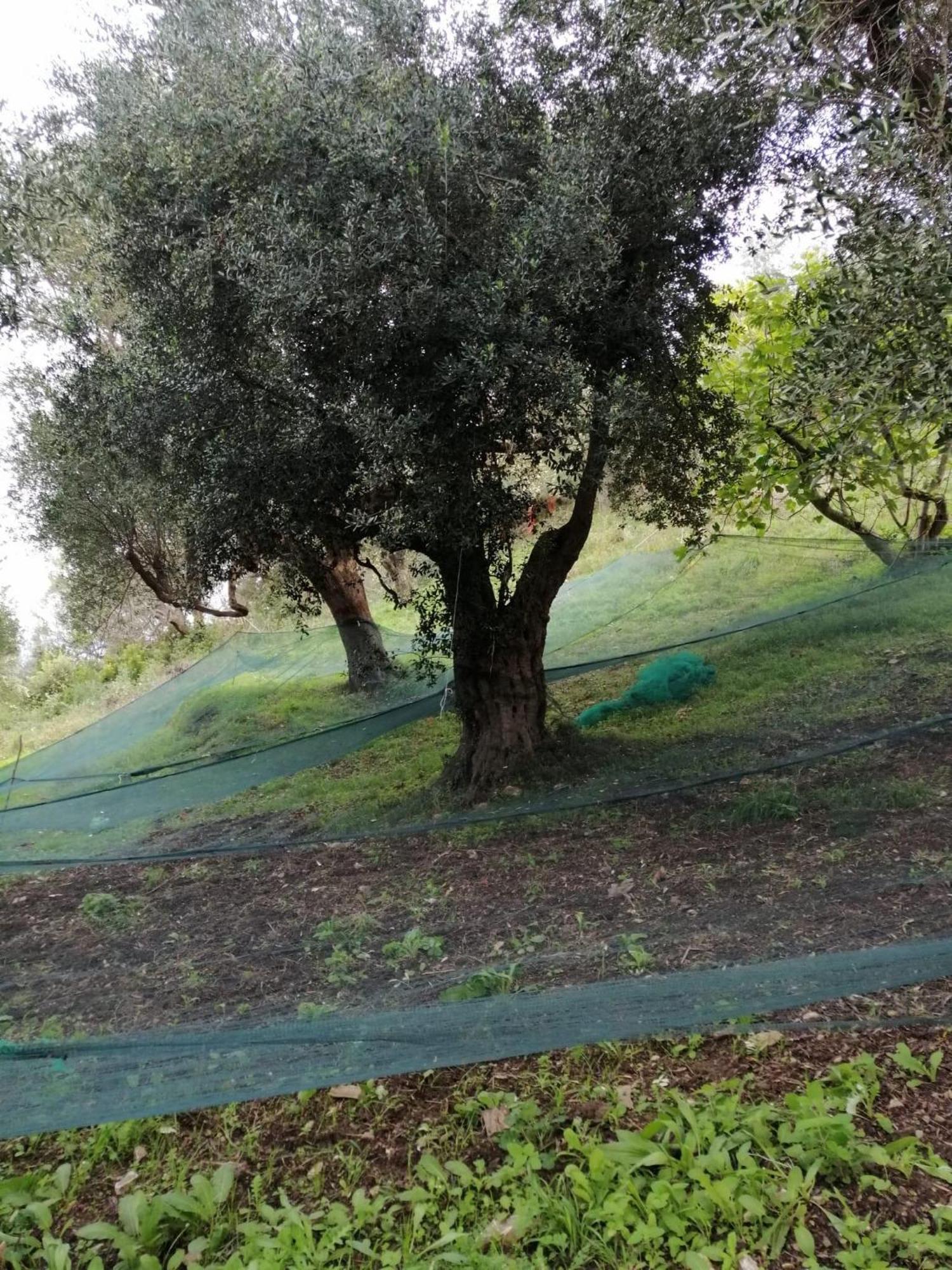 Corte Degli Ulivi Terradura ภายนอก รูปภาพ